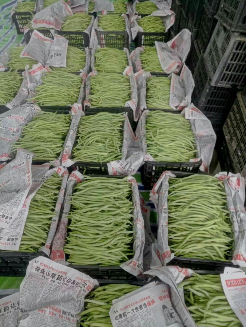 云南蔬菜，无筋豆，四季豆，产区直销，整车发货