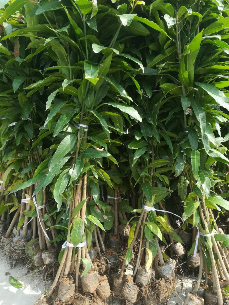 优质小营养杯实生芒果苗