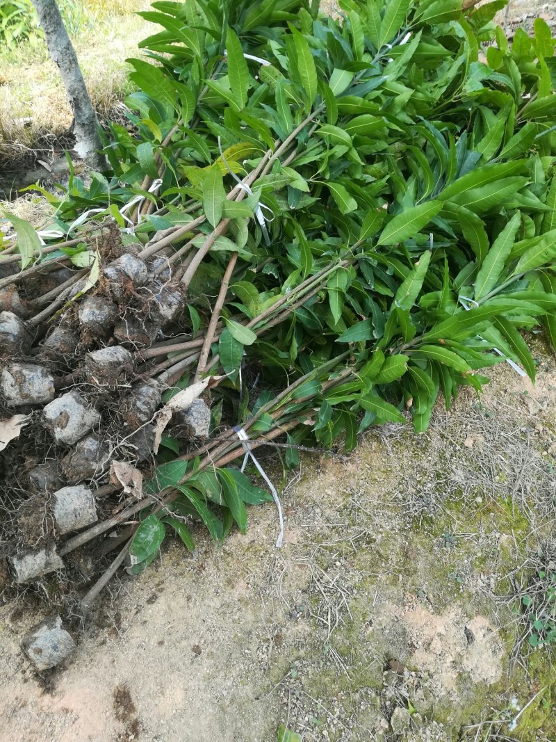 优质小营养杯实生芒果苗