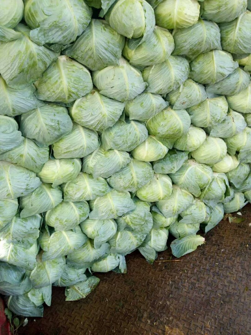 包菜产地一手货，保质保量，欢迎咨询订购