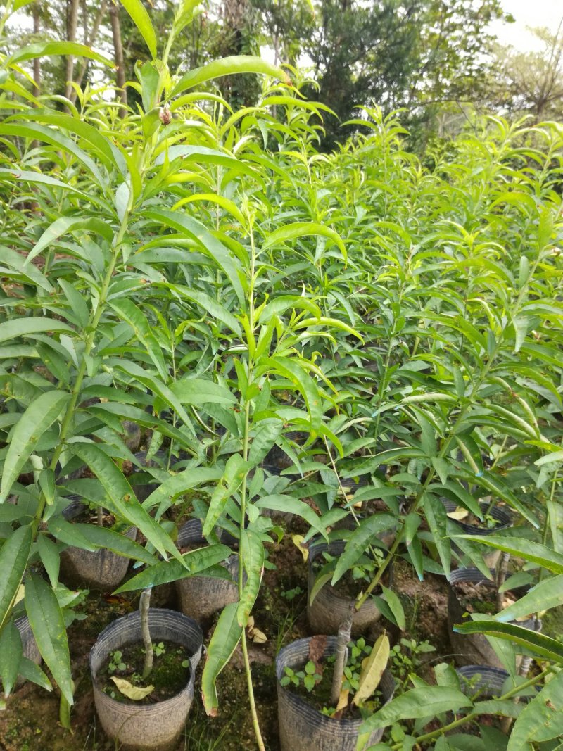 三月桃树苗（营养杯苗，嫁接苗）