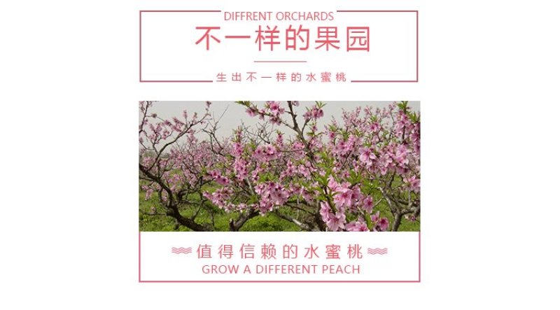 果园直供量大从优现采鲜果无锡阳山水蜜桃采摘基地