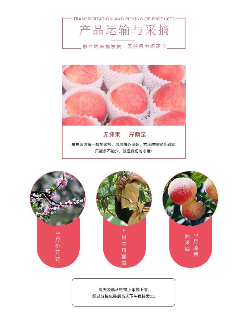 果园直供量大从优现采鲜果无锡阳山水蜜桃采摘基地