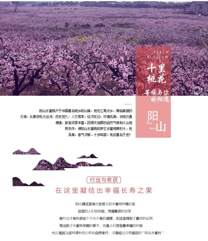 果园直供量大从优现采鲜果无锡阳山水蜜桃采摘基地