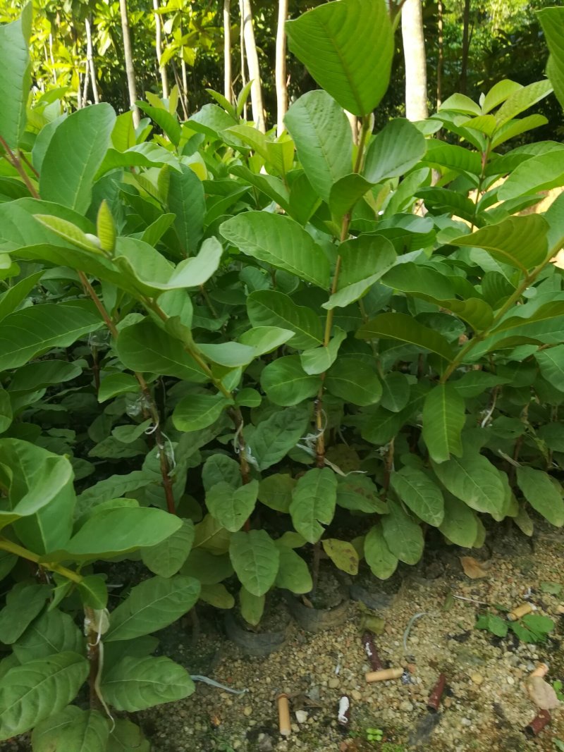 番石榴苗（珍珠番石榴）