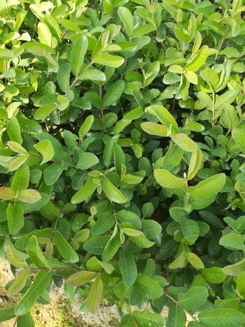 番石榴苗（珍珠番石榴）