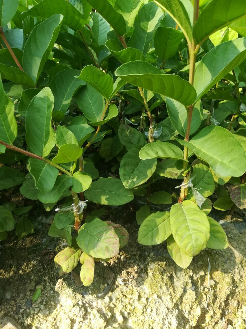 番石榴苗（珍珠番石榴）