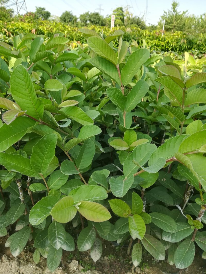 番石榴苗（珍珠番石榴）