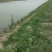 怀友小龙虾百亩养殖基地