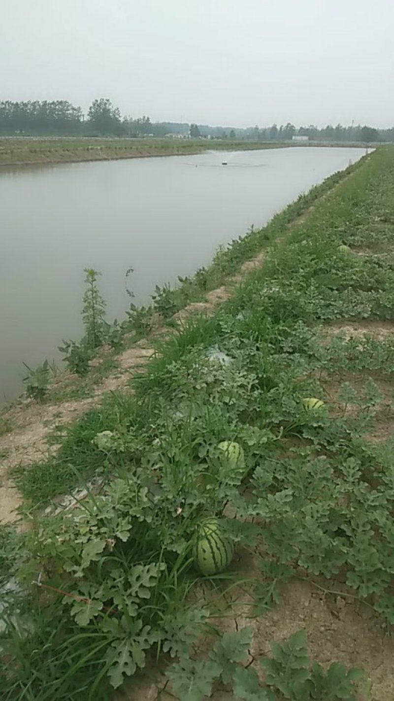 怀友小龙虾百亩养殖基地