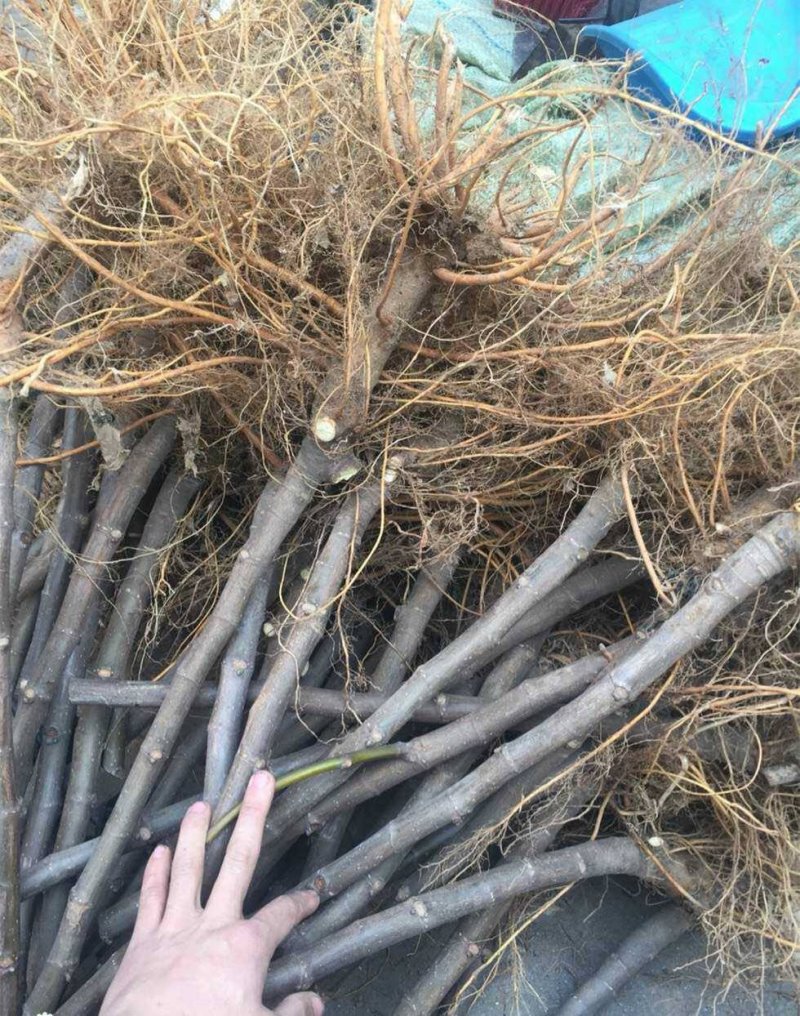 无花果苗波姬红成活率高当年结果诚信第一