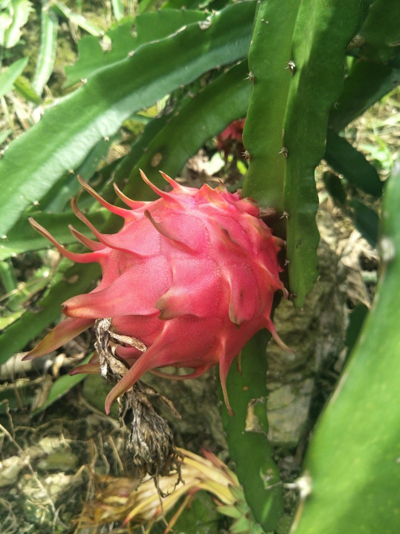 红心火龙果
