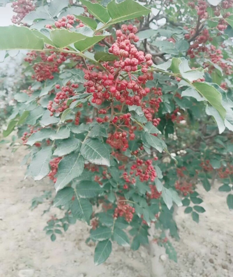 无刺嫁接大红袍花椒苗（伏椒）提供种植技术