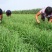 苔韭种子，四季苔韭，中华苔韭菜种子厂家直销欢迎咨询