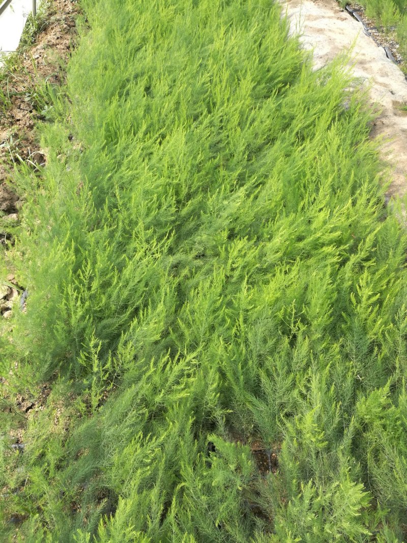 芦笋苗芦笋根芦笋种苗一代杂交盛丰f1高产抗病营养土穴盘苗