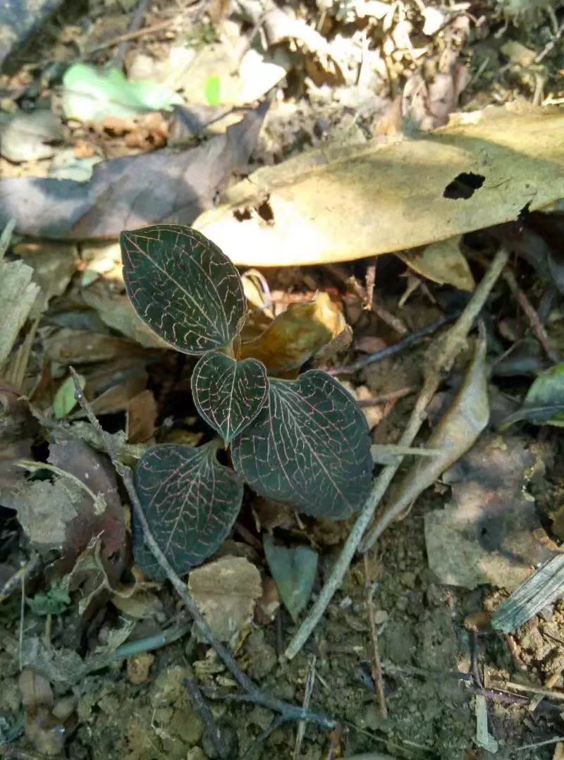 本地野生金线莲(本地鲜货)