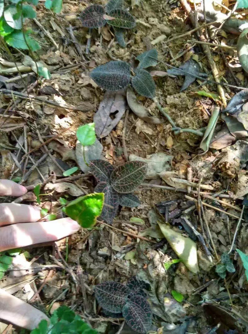 本地野生金线莲(本地鲜货)