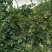 原生一年：二红袍黄盖狮子头花椒苗提供种植技术