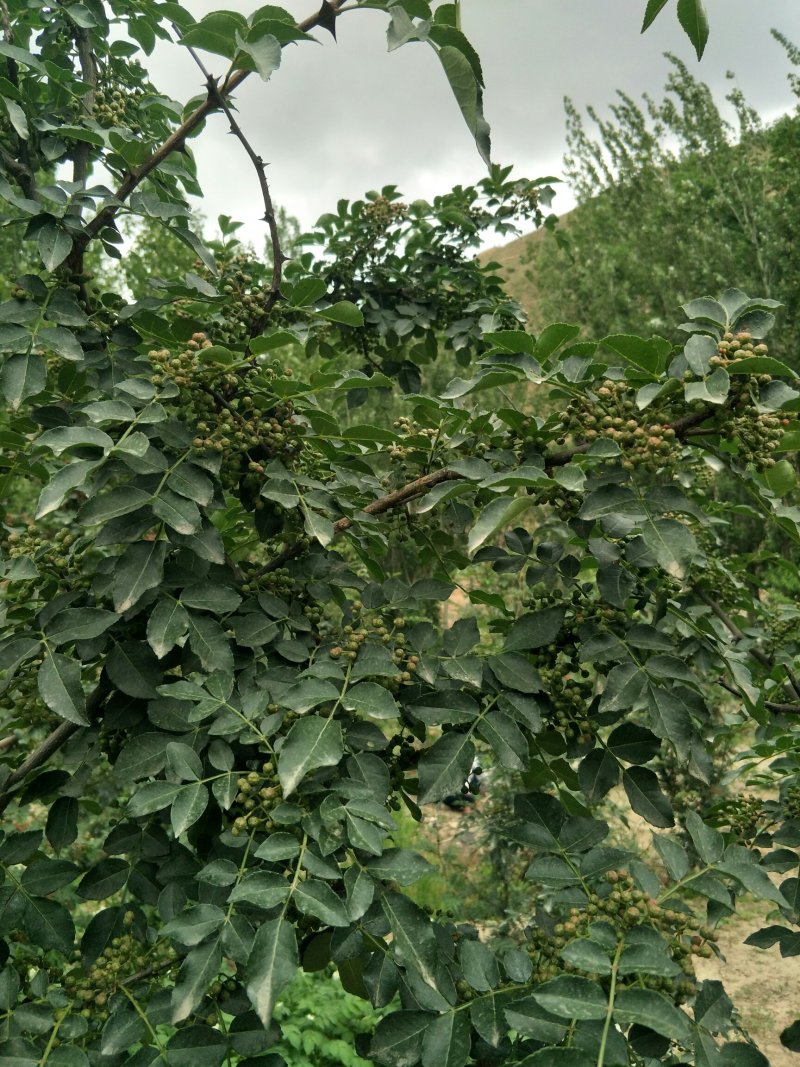 原生一年：二红袍黄盖狮子头花椒苗提供种植技术