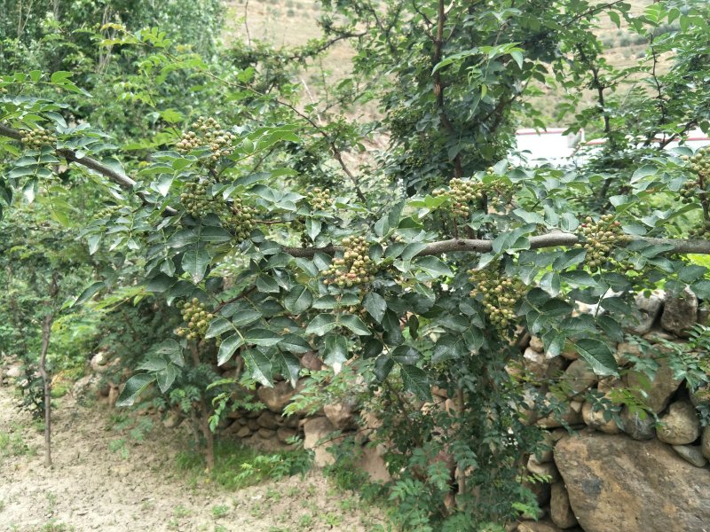 原生一年：二红袍黄盖狮子头花椒苗提供种植技术
