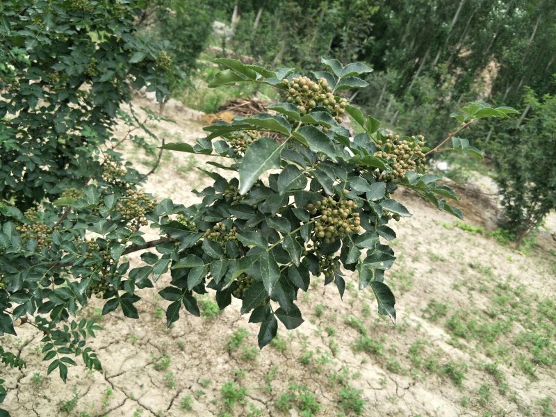 原生一年：二红袍黄盖狮子头花椒苗提供种植技术