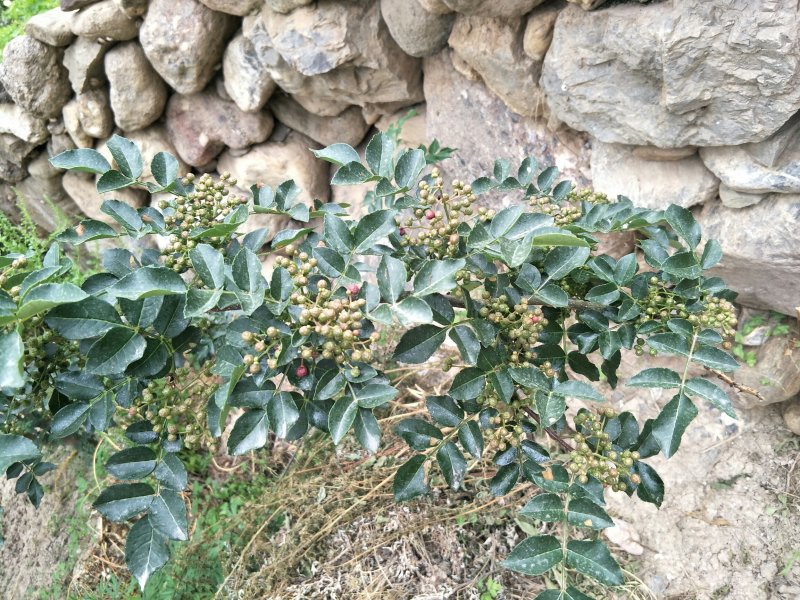 原生一年：二红袍黄盖狮子头花椒苗提供种植技术