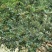 原生一年：二红袍黄盖狮子头花椒苗提供种植技术