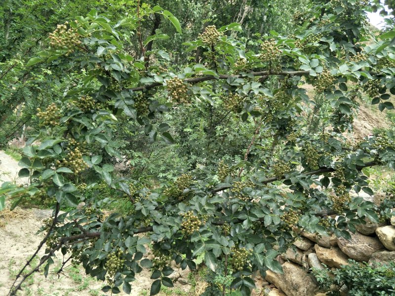 原生一年：二红袍黄盖狮子头花椒苗提供种植技术