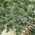 原生一年：二红袍黄盖狮子头花椒苗提供种植技术
