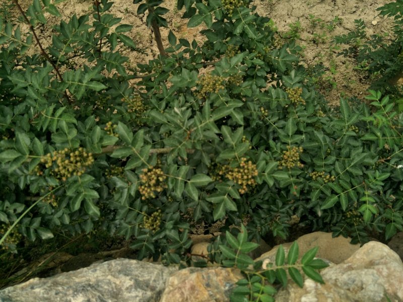 原生二年：二红袍黄盖狮子头花椒苗提供种植技术