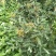 原生二年：二红袍黄盖狮子头花椒苗提供种植技术