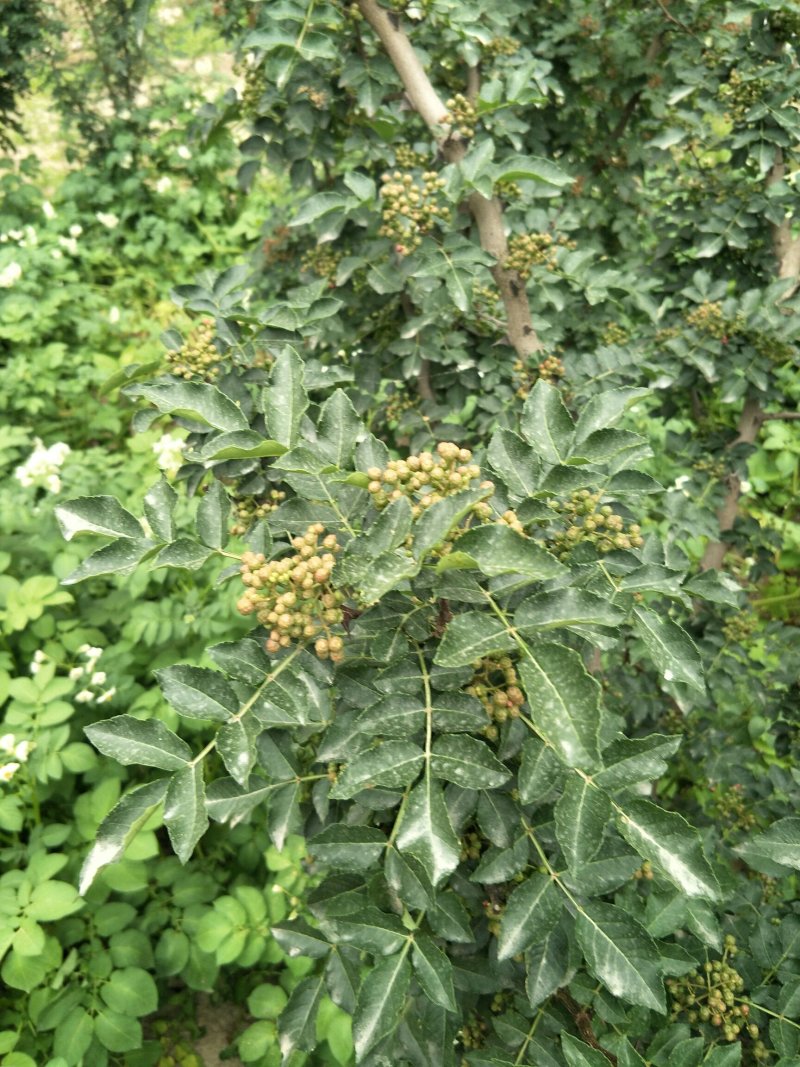 原生二年：二红袍黄盖狮子头花椒苗提供种植技术