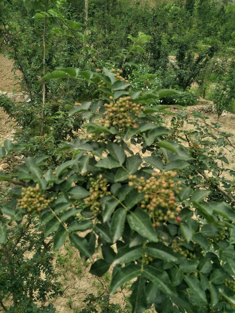原生二年：二红袍黄盖狮子头花椒苗提供种植技术