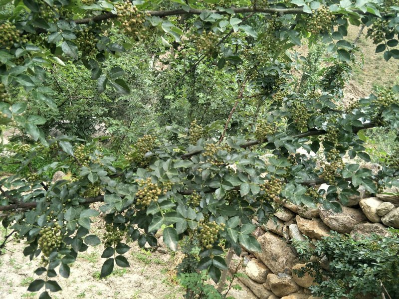 原生二年：二红袍黄盖狮子头花椒苗提供种植技术