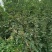 原生二年：二红袍黄盖狮子头花椒苗提供种植技术