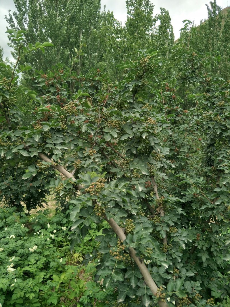 原生二年：二红袍黄盖狮子头花椒苗提供种植技术