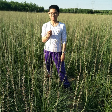 推荐精选知母种子优质纯新种子净度好这芽率杠杠滴技术免费