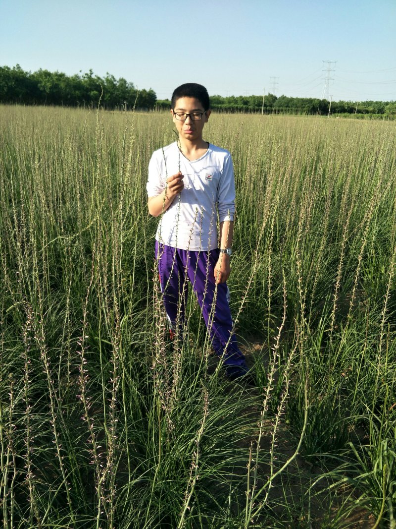 推荐精选知母种子优质纯新种子净度好这芽率杠杠滴技术免费