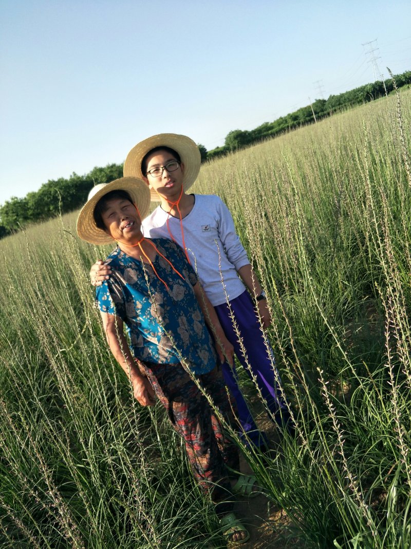 推荐精选知母种子优质纯新种子净度好这芽率杠杠滴技术免费