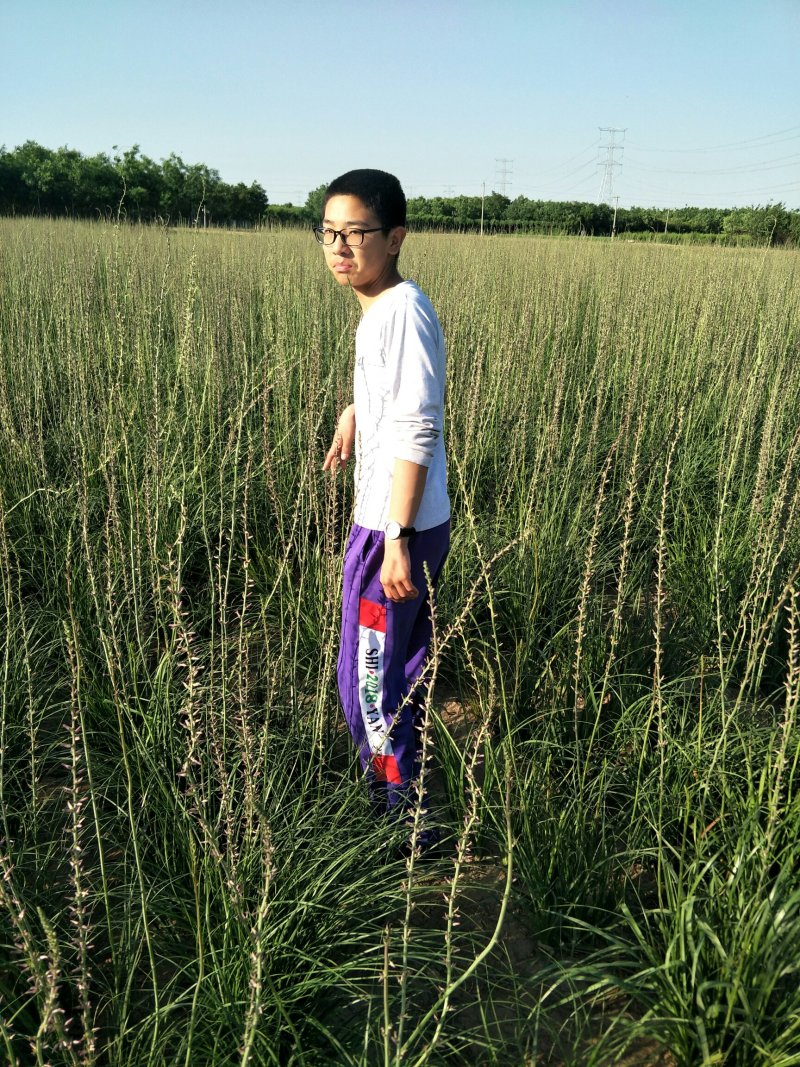 推荐精选知母种子优质纯新种子净度好这芽率杠杠滴技术免费