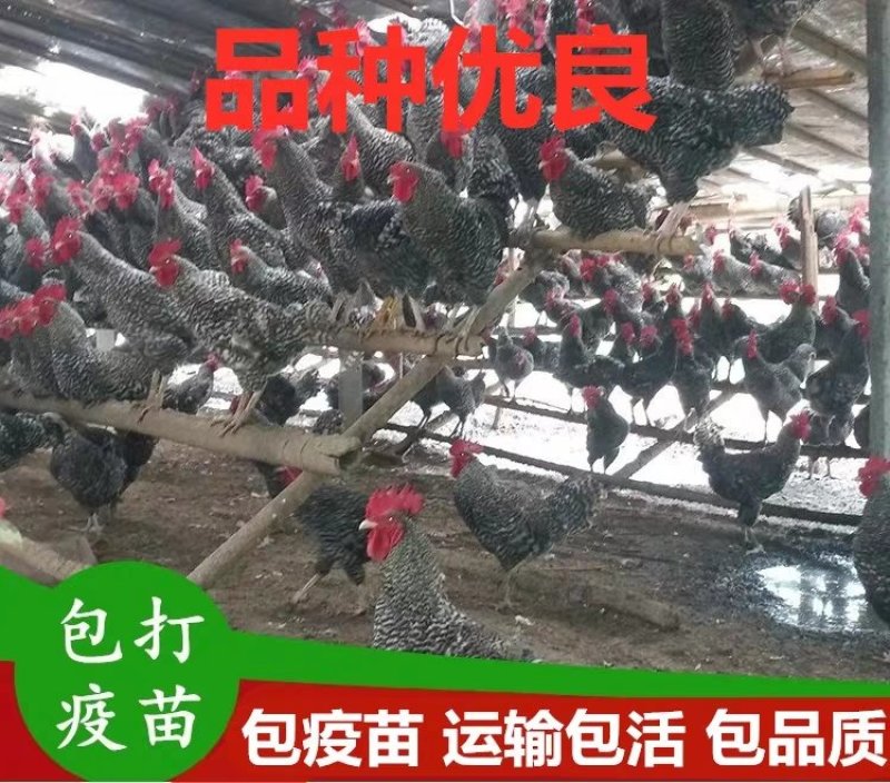 芦花鸡苗－黑芦花鸡苗－纯种黑芦花鸡苗黑白芦花鸡苗运输包活