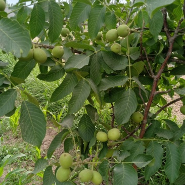 2019最好的核桃一斤6.5元
