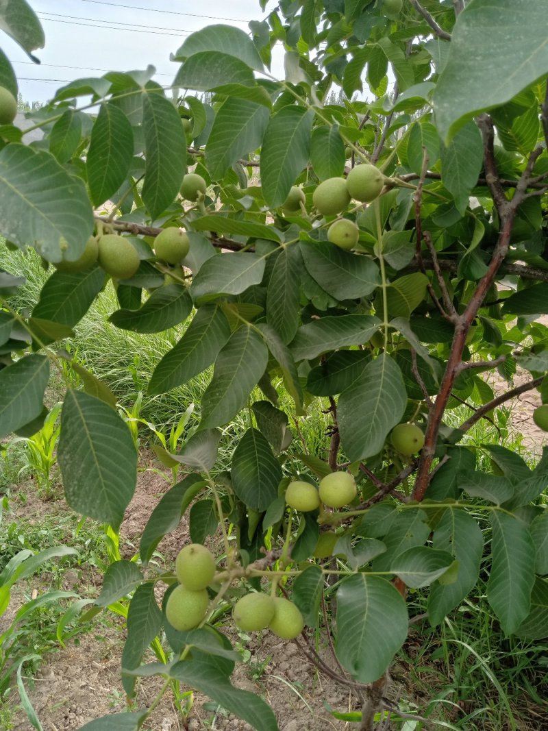 2019最好的核桃一斤6.5元