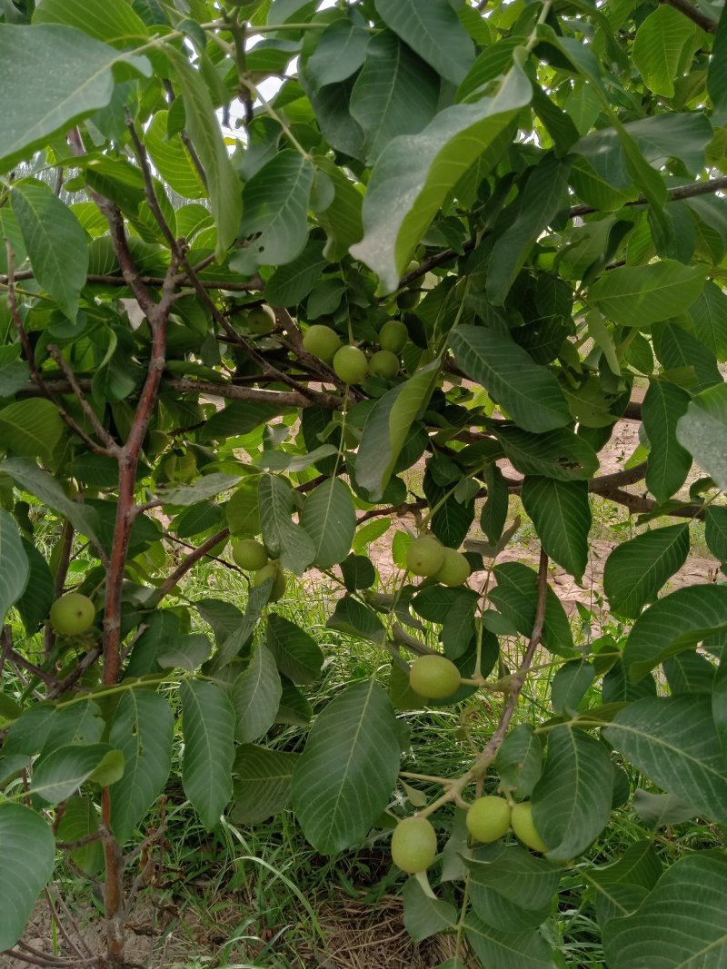 2019最好的核桃一斤6.5元