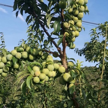 大量供应云南香脆李