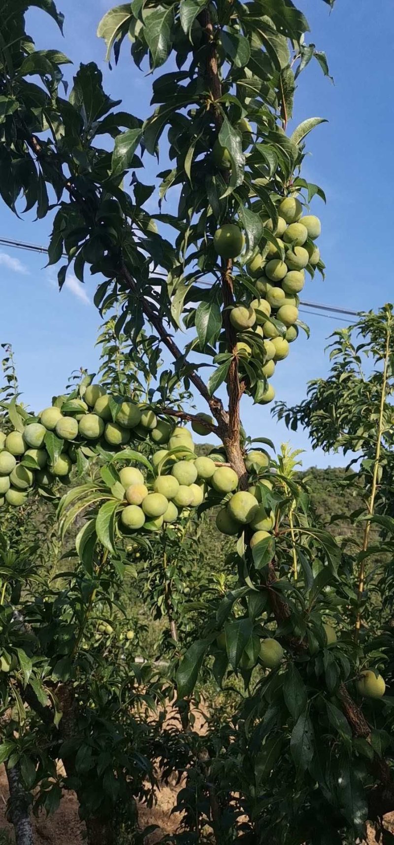 大量供应云南香脆李