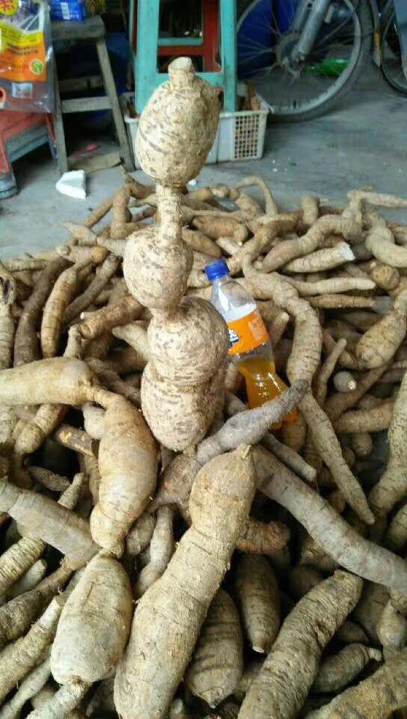 特大牛大力