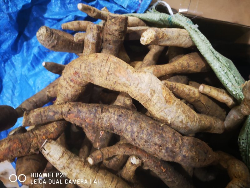 特大牛大力
