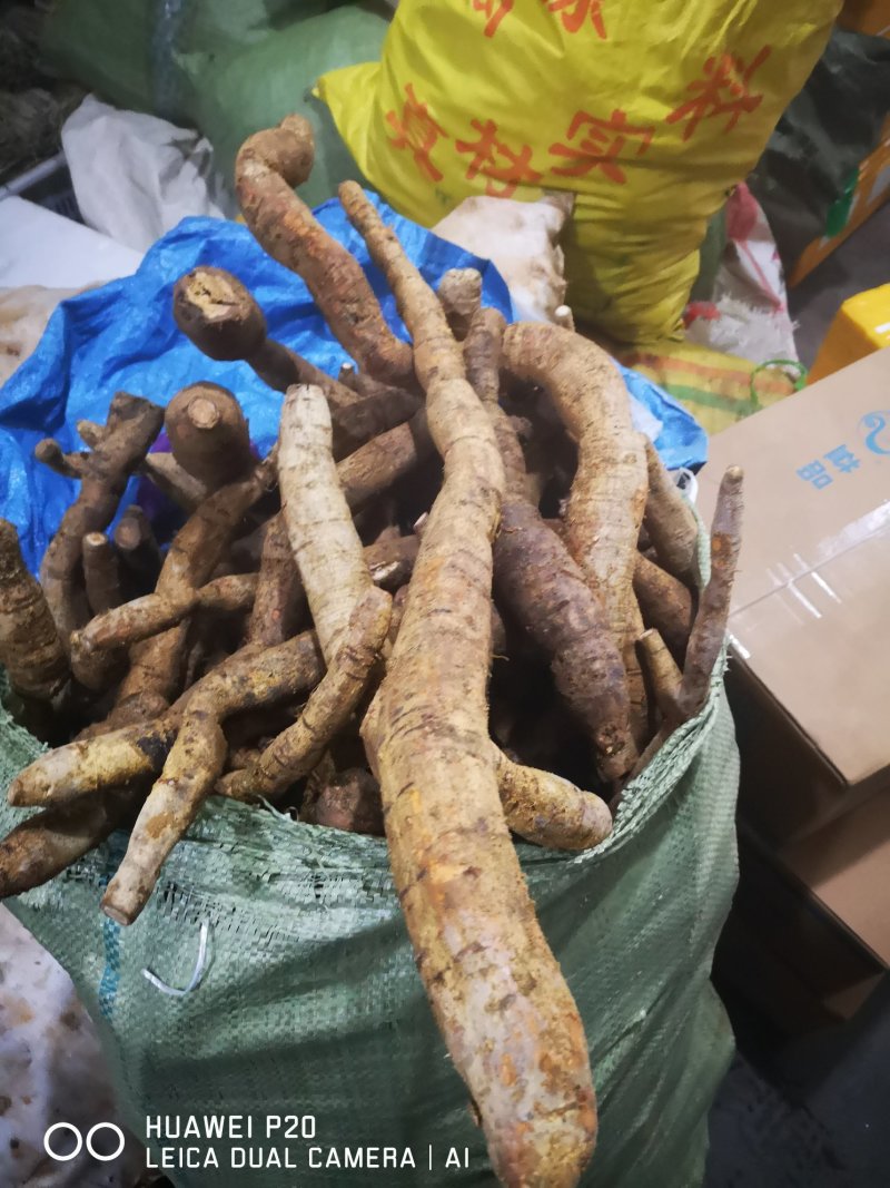 特大牛大力