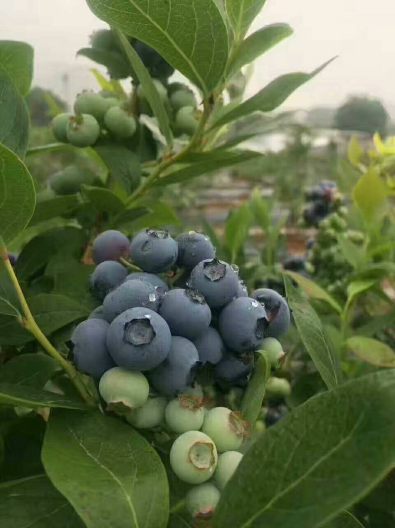 水果，蔬菜煎饼，自家蓝莓，蒲公英茶，农家小米